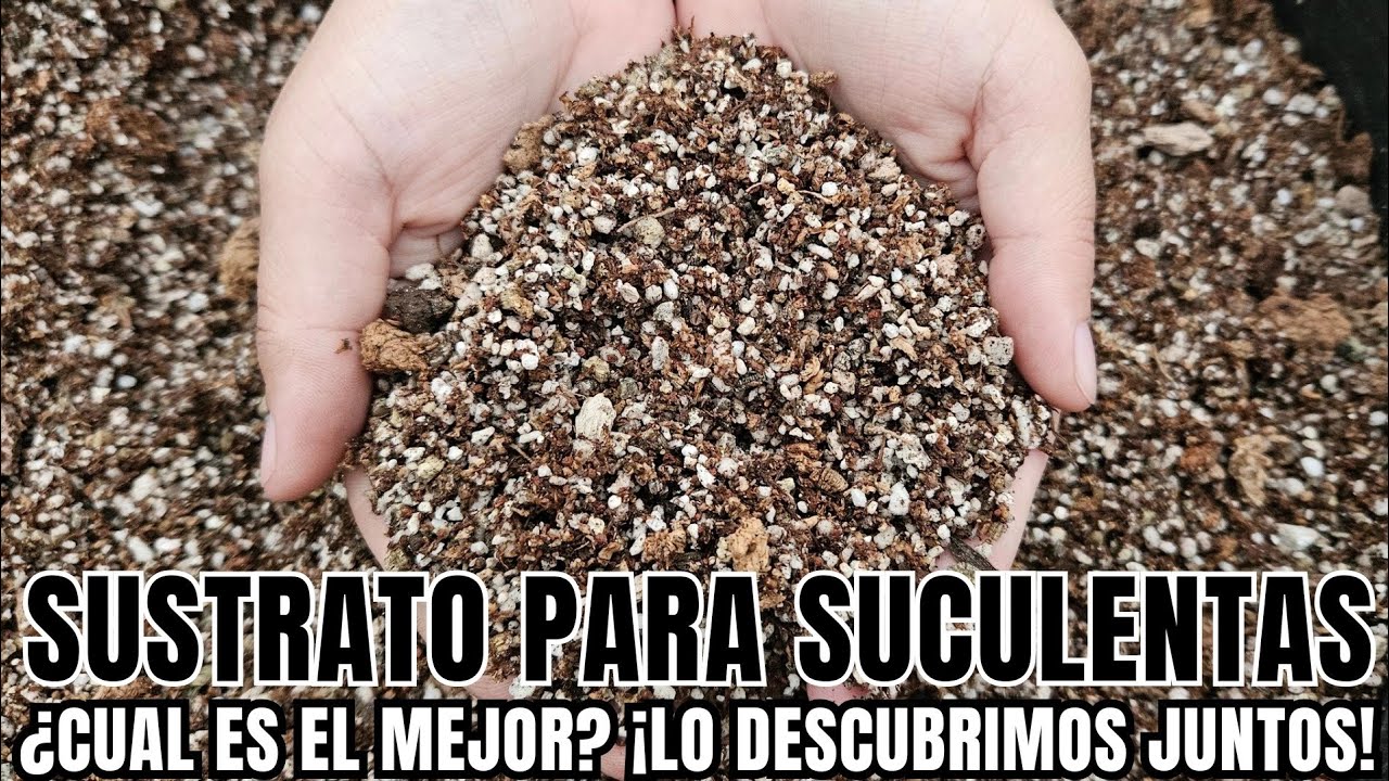 SUSTRATO PARA SUCULENTAS ¿cual es el mejor? ¡Lo descubrimos juntos!