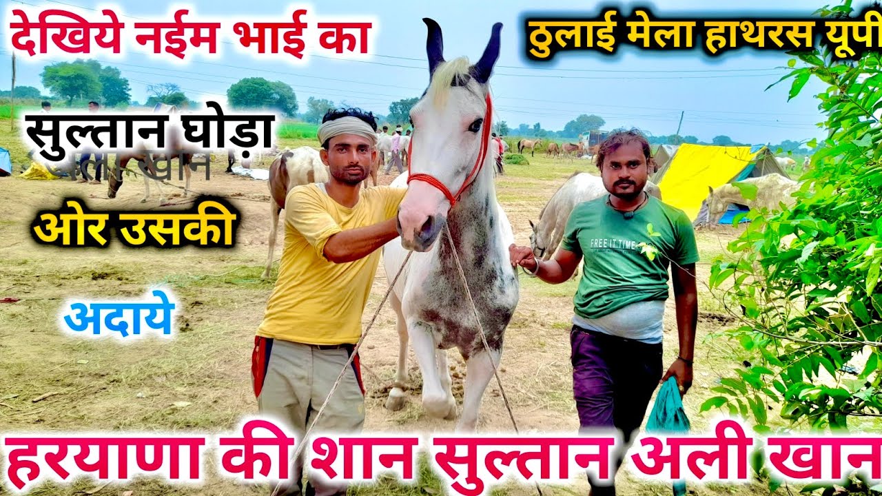 नईम भाई ले कर पहुँचे सस्ते घोड़ा घोड़ी | Naeem Bhai (Thulai Horse Mandi 2023)