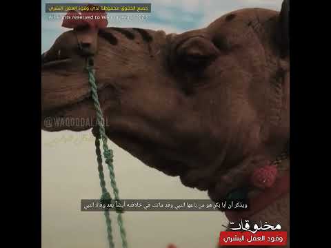 انظر ماذا حدث لناقة النبي بعد وفاته صادم ومحزن الناقة الأقوى والأسرع في العالم 