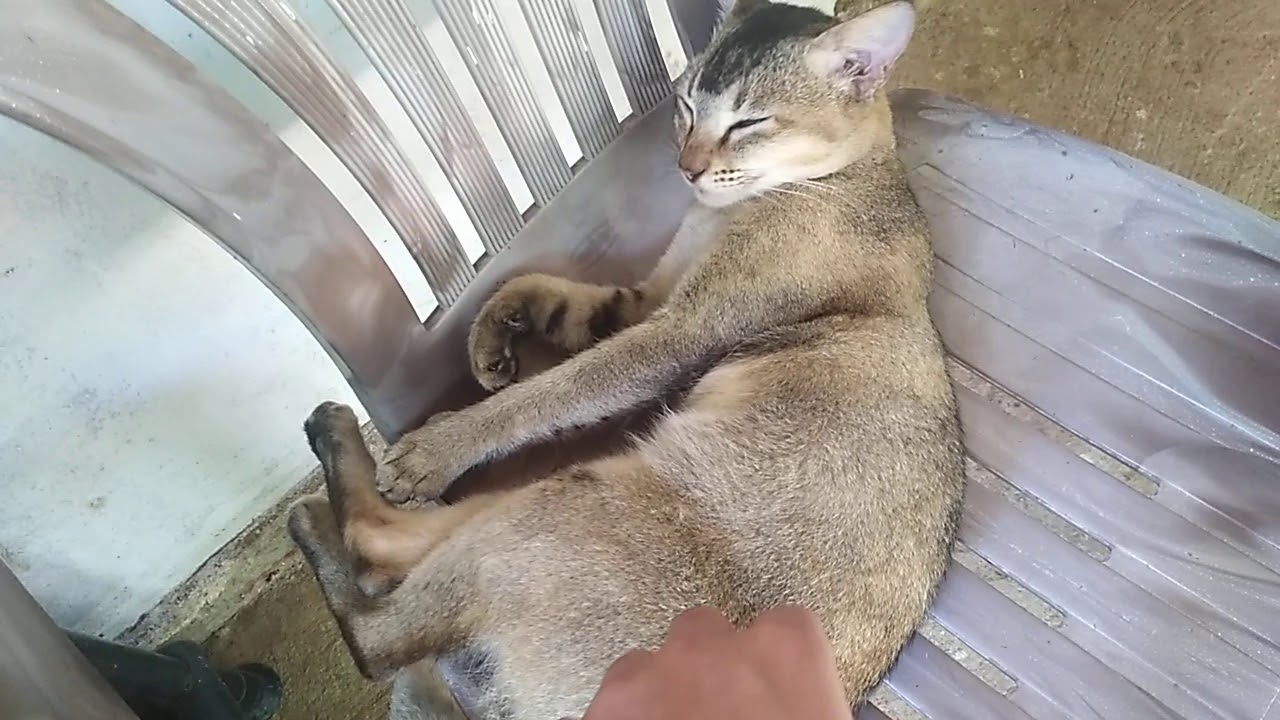 Kitty sleeping on chair 💖 - YouTube