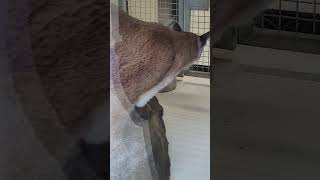 Beautiful Amazing Big Cats Hermosos Grandes Felinos Increíbles