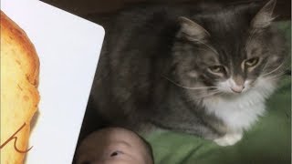 赤ちゃんに絵本を読むと近づいてくる猫 ノルウェージャンフォレストキャット A cat approaching when reading a picture book to a baby