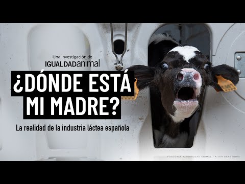 ¿Dónde está mi madre? La REALIDAD de la industria láctea española