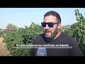 El cambio climático provoca la vendimia más temprana de la historia en España | RTVE Noticias