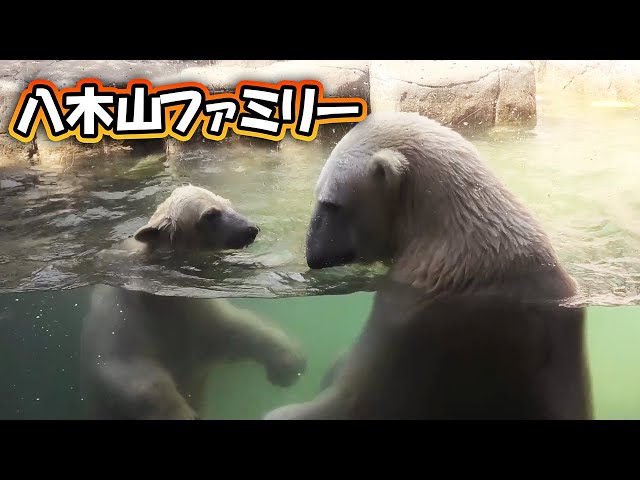 うみ そら ポーラ カイ 赤ちゃん 八木山動物公園｜Polar bear