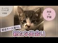 #6 【緊急保護！】ガリガリでひとりぼっちの子猫ちゃん