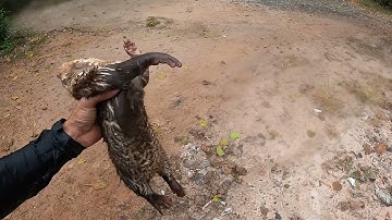 Nuôi rái cá đúng cách là phải sống trong rừng ngập mặn với nó