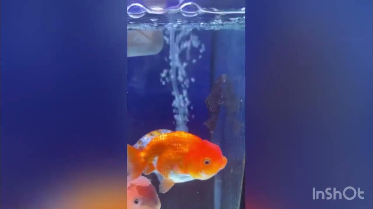 Janitor fish in my aquarium YouTube