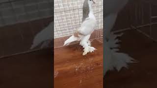 Sybarin Banded Lahore Sherazi | European Breeds | Fancy Breeders | Show of Birds by ocean life 4 views 3 years ago 1 minute, 16 seconds