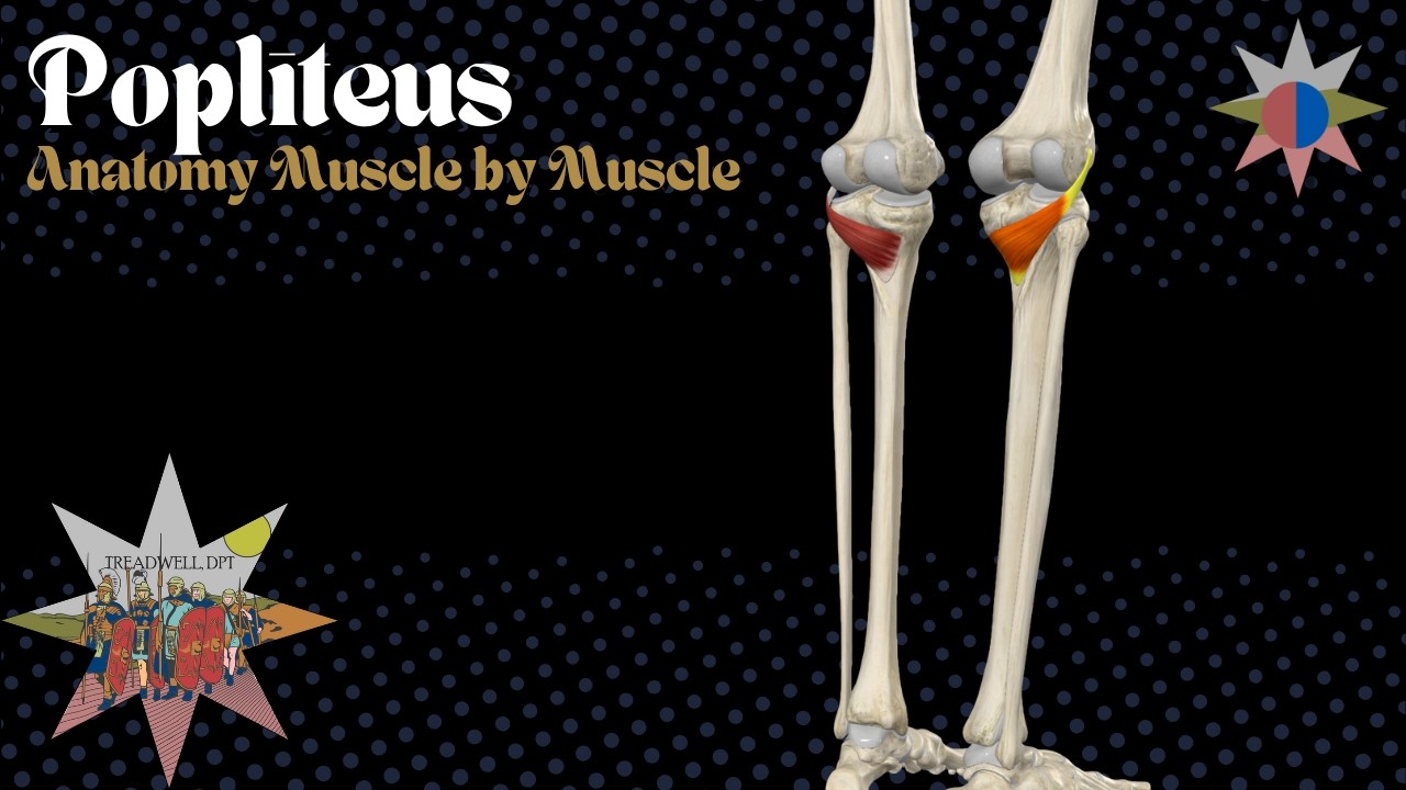 Анатомия подколенной мышцы | Ключ, открывающий ваше колено