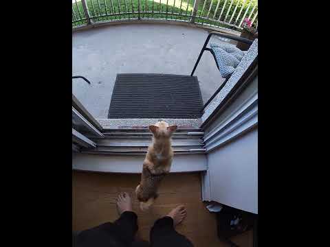 #youtubeshorts #chihuahuafanclub #dogbreeds #puppy #dogtypes #corgi #doglife #chihuahuapuppy#Angryd