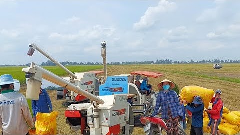 ba máy cắt lúa 105 cắt lúa ô em 18 hứng lúa công 50K giá lúa 8600₫K tập 86#maibangtv