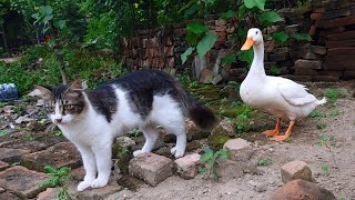 These cats and ducks play in an unforgettable garden🐈🦢💖 by Cat kucing 2,137 views 1 month ago 5 minutes, 41 seconds