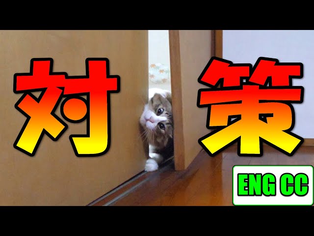 監視カメラが捉えたボス猫の驚くべき行動と、引き戸こじ開け対策！