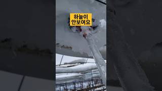 눈으로막힌비가림하우스골창#송산포도늘봄농장