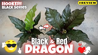 Hookeri BLACK DRAGON dan Hookeri RED DRAGON | Hookeri Black Series