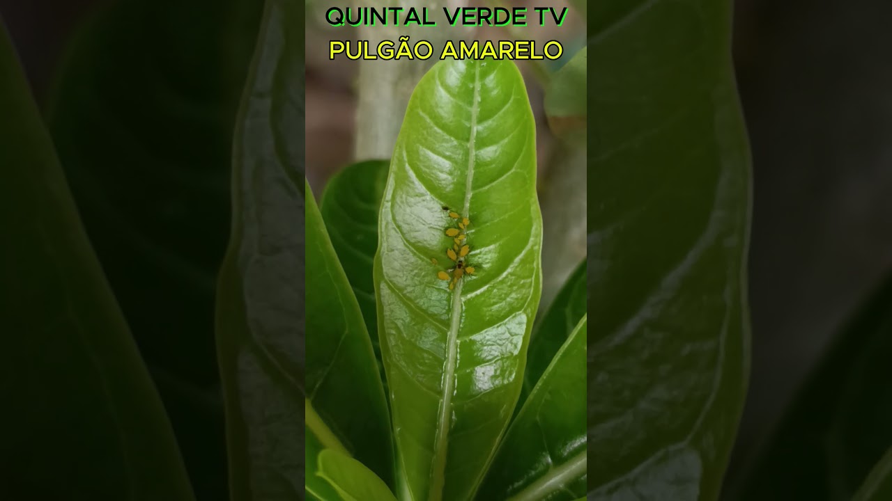 CRYPTOMYZUS RIBIS "PULGÃO AMARELO" Shorts 2265 