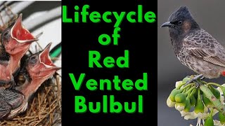 #RedVentedBulbul #bulbulBird Lifecycle | Growth | Birth  Flight | Garden | #save #love #MustWatch