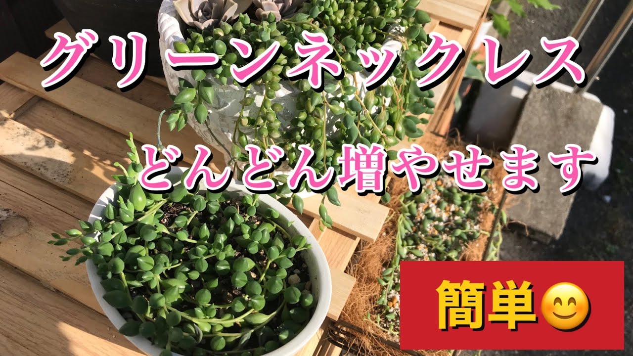 多肉植物】グリーンネックレス切って寝かせるだけで増えていきます