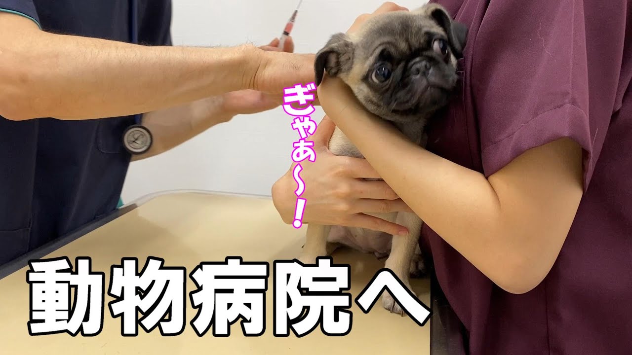 【パグ子犬】2回目のワクチンを打ちに初めて動物病院へ行ったらww [Pug puppy] YouTube