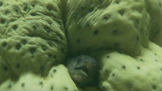 Living up a bum - The Sea Cucumber and Pearl Fish