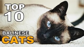 TOP 10 CUTE AND FUNNY BALINESE CATS BREEDS