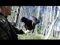 глухарь токует на руке!!! - Wood grouse in the hand! - Wildlife Belarus