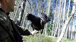 глухарь токует на руке!!! - Wood grouse in the hand! - Wildlife Belarus