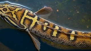 AMAZING!!! These are the 7 Most Expensive Channa Fish in the World.