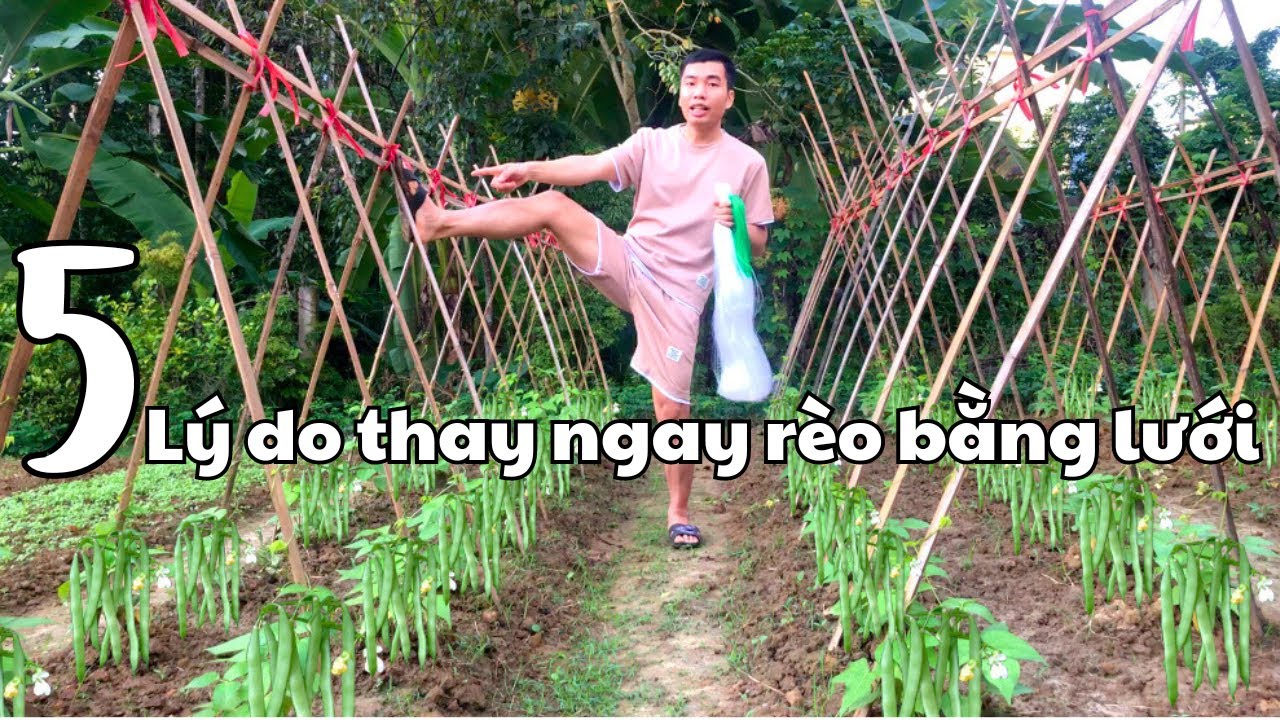 5 lý do nên thay ngay rèo Đỗ Cove bằng LƯỚI LÀM GIÀN LEO giá rẻ - Cách ...