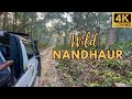 Wildlife expedition at the untamed forest of nandhaur uttrakhand india