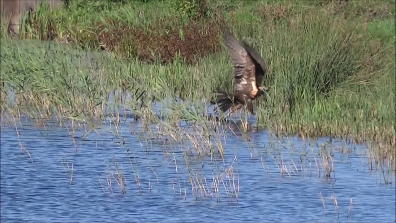 Bruine kiekendief verschalkt meerkoet