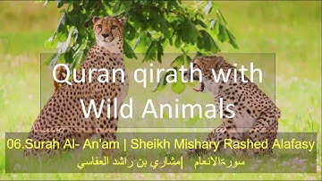 006 Surat Al-An'am | Sheikh Mishary Rashed Alafasy | مشاري راشد العفاسي | سورة الأنعام