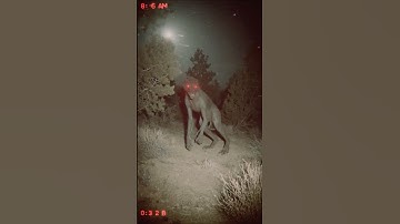 Chupacabra Caught on Trail Camera Near Native Reservation