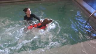 The Animal Therapy Center Presents: Bode Swimming