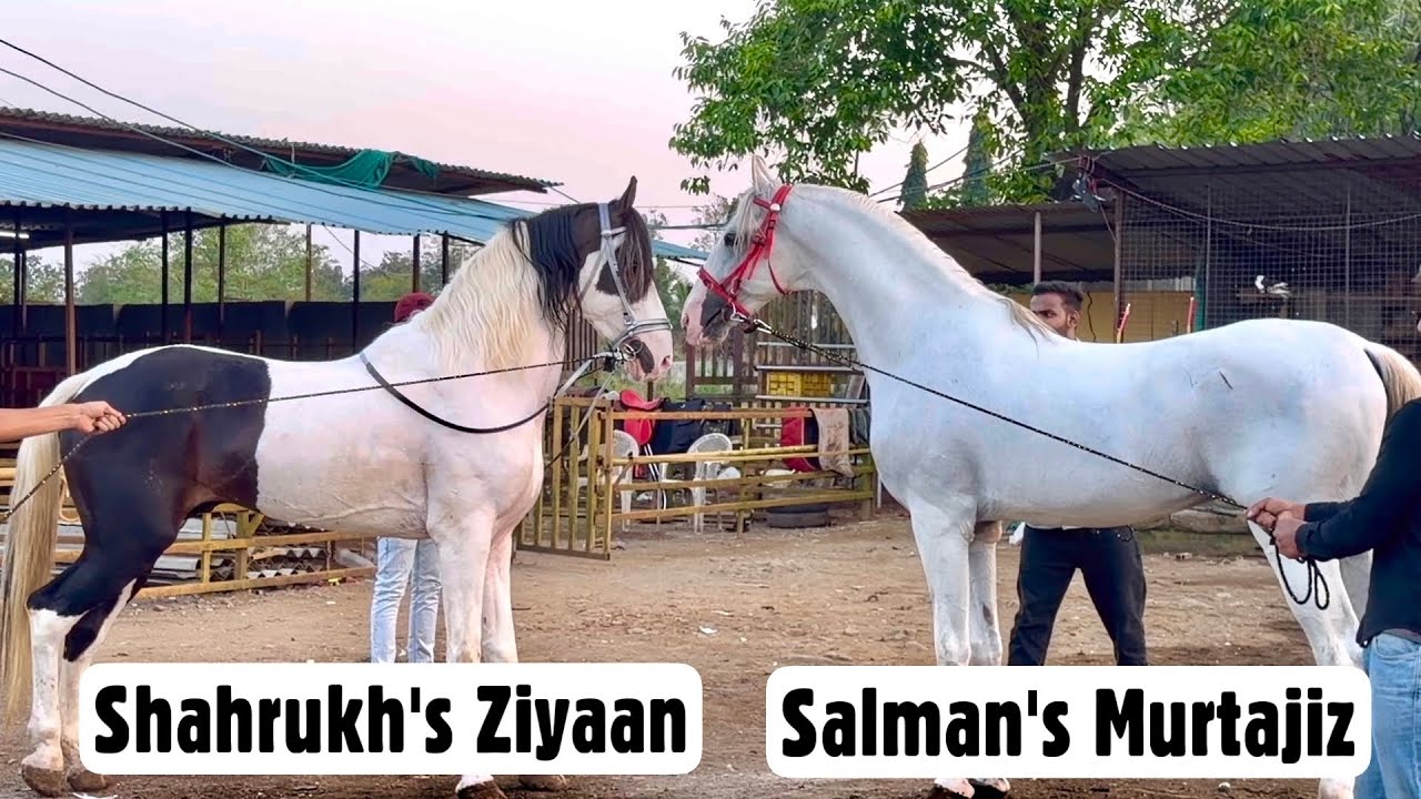 Horse Face-Off Challenge at Choudhary Stud Farm Mumbai 