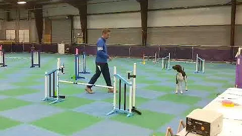 Nitro, AKC Agility; Novice Preferred Jumps with Weaves (JWW) Q1