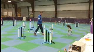 Nitro, AKC Agility; Novice Preferred Jumps with Weaves (JWW) Q1