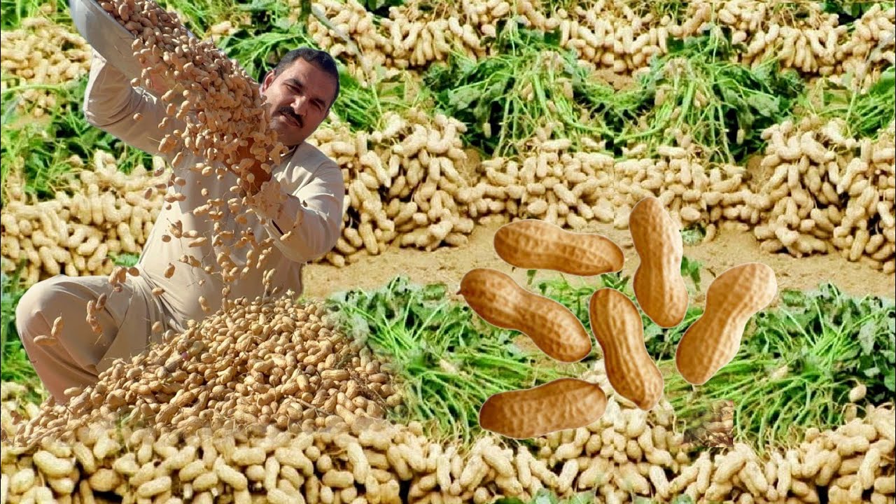 Сбор арахиса 🥜🥜🥜 Полный документальный фильм о сборе арахиса