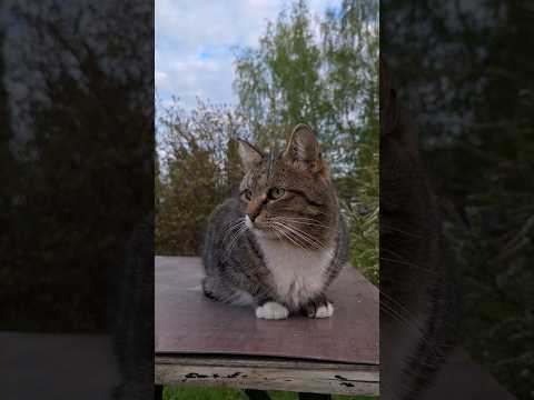 Видео: Кот Чувачок сидит на необеденном  столе #cat #кот #домашниеживотные