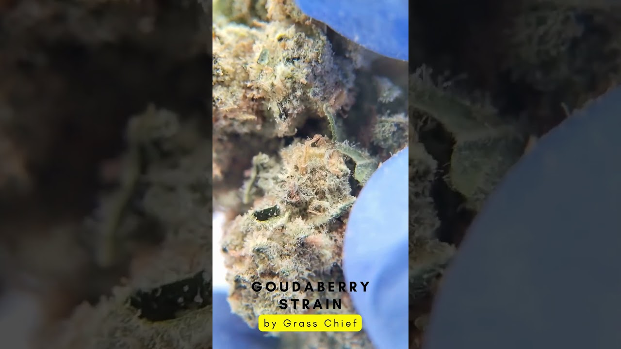 Macro Shot of Goudaberry Strain by Grass Chief