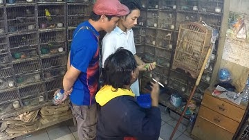 REVIEW HARGA BURUNG TERBARU KIOS EDIE JOVANIS Yang Lama Di PASAR PRAMUKA Paling VIRAL