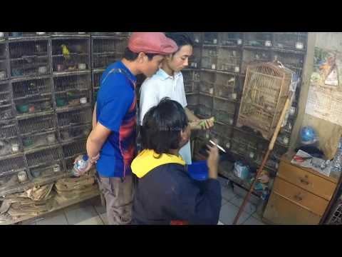 Burung Pipit Haji Gacor  Doovi