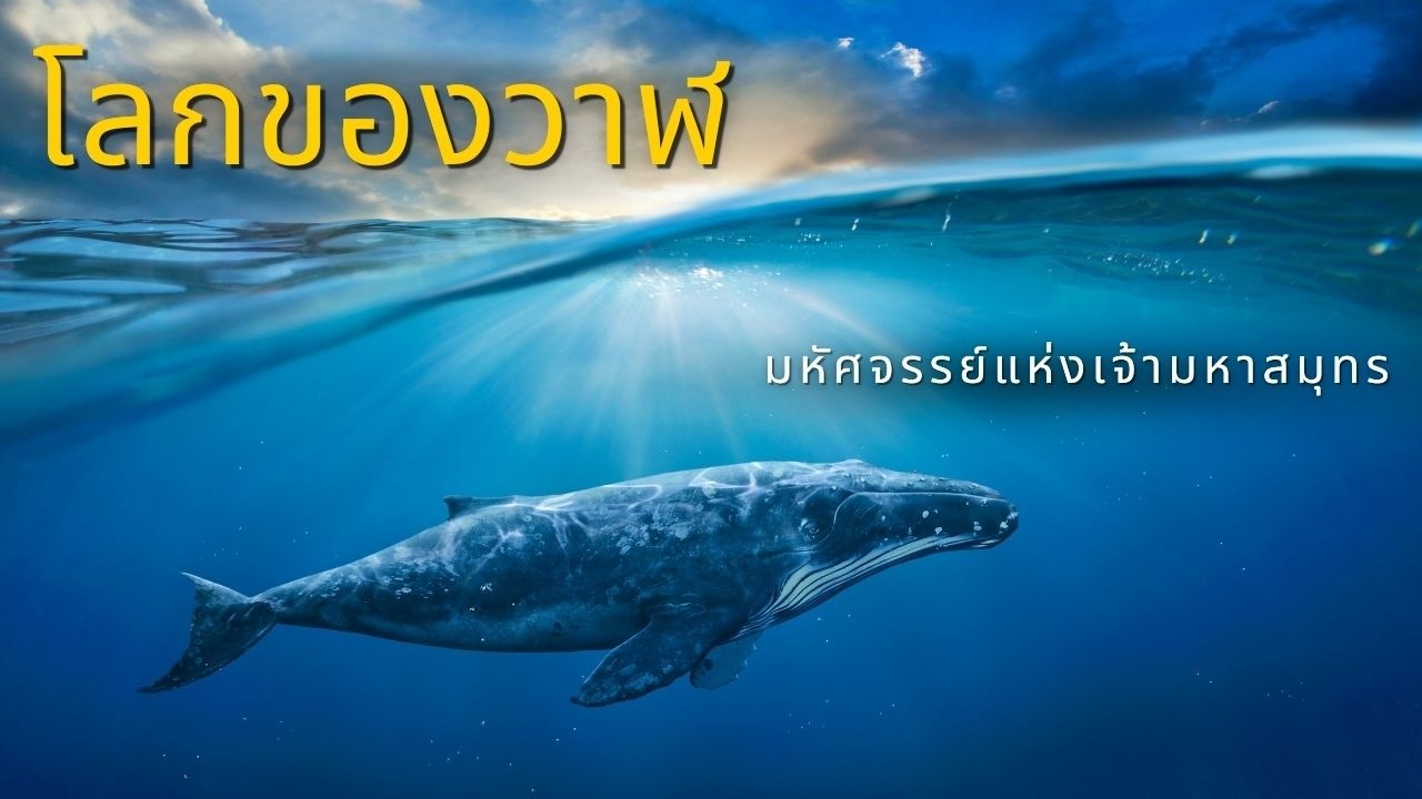 โลกของวาฬ มหัศจรรย์แห่งเจ้ามหาสมุทร