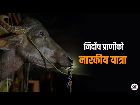 २४ घण्टासम्म घाँस-पानी नदिई यसरी क्रूरतापूर्वक ढुवानी गरिन्छ राँगाभैंसी । Transporting buffaloes