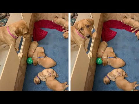 Dog Gets Upset That Her Puppies Won't Play With Her