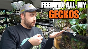 FEEDING MY PET GECKOS! Tokays, Cresties, Sand Geckos and more!