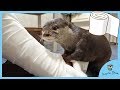 包帯ぐるぐる巻きの足に襲いかかるカワウソのビンゴ/Otter Bingo attacking daddy’s feet wrapped in bandage