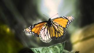 Flight of the Butterflies in Cincinnati Museum Center's OMNIMAX Theater (15-second spot)