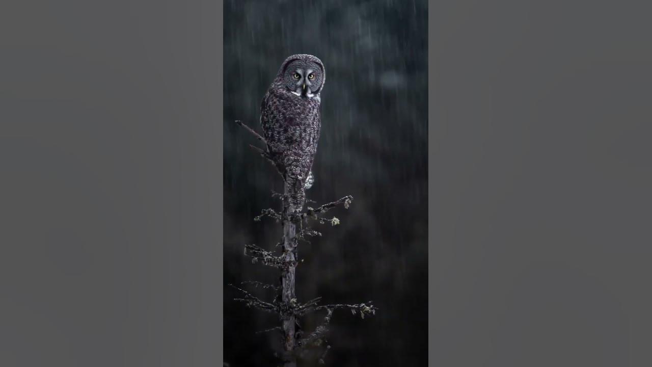 Сова на дереве - YouTube